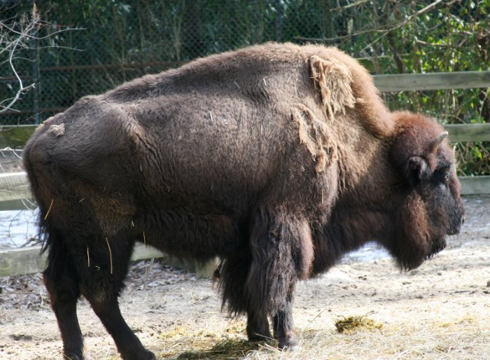 American Bison